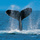 Humpback_whale