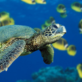 Green_sea_turtle