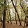Fall_leaves_in_sw_eugene