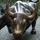 6-nyc_wallsreet_bull