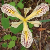 Yellow_iris