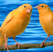 Canaries_over_water