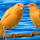 Canaries_over_water