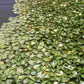 P1010005
