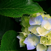 Hydrangeas