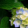 Hydrangeas