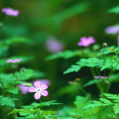 Forest_flowers