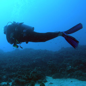 Diver_from_below_corrected