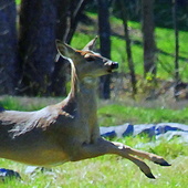 Deer_photo_lenah_run