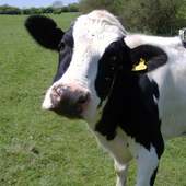 Cow