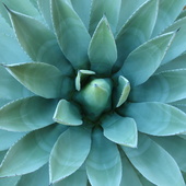 Agave_plant
