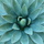 Agave_plant
