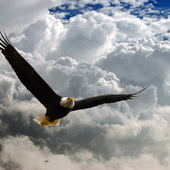 Eagle_in_clouds