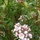 Mountain_laurel