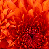 Chrysanthemum