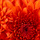 Chrysanthemum