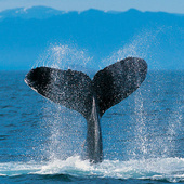 Humpback_whale