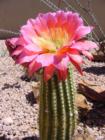 Huge pink cactus flower