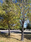 Arcadia Neighborhood
