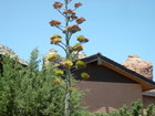 A beautiful bloom in Sedona, Arizona