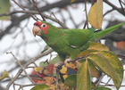 Wild parakeet in the Mount Angelus area of Northeast Los Angeles, California