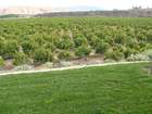 Orange Groves A Little Bit of Corona History