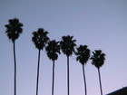 Familiar line of Tall Palm Tress on Florida Avenue, just east of State St in Historical downtown Hemet CA