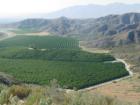 Orchids seen from one of the many hilltops forming Bautista Canyon, East Hemet CA