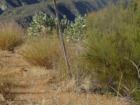 The rugged ground fund up high on one of the many hilltops that forms Bautista Creek, East Hemet CA