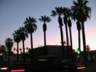 Familiar Palm Trees located Downtown, Hemet CA