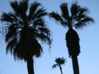 Palm Trees Standing Tall, located Downtown, Hemet CA