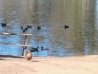 Ducks, ducks and mmore ducks at Little Lake in Hemet CA  home of the ost incredible real estate in all of Riverside county.