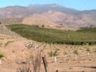 The cylec of life in the Citrus Orchid - Young trees are p[lanted with a mature grove directly behind located in the rugged Valle Vista foothils of Mt San Jacinto, Hemet CA