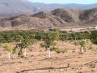 
      Another young grove of citrus trees in Valle vista in the rugged foothills of Mt San Jacinto, Hemet CA
