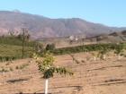 Another young grove of citrus trees in Valle Vista in the rugged foothills of Mt San Jacinto, Hemet CA
