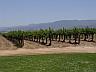 One of the many vineyards at the Ponte Winery in Temecula