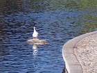 Is this what you would call a "Sitting Duck"?