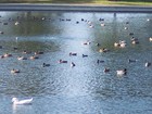 Can You say, "Quack Quack?"