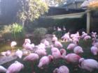 Flamingos at Sea World-San Diego
      ©Maggie Brady