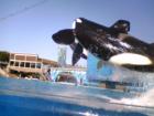Shamu in Flight - © Brian Brady- The world famous Killer Whale show at Sea World San Diego will amaze you.