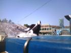 Shamu jumps for the sky © Brian Brady  More from the world famous killer whale show at Sea World San Diego