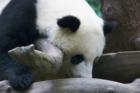The San Diego Zoo is home to the famous Giant Pandas-   used with permission- © Copywright Charles Lasnier 2005 