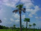 Port Charlotte palm tree