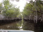 Airboats are a great way to see the back waters of the Everglades in Everglades City.  