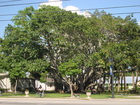 The Banyan Tree