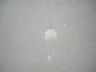 Sand Dollars