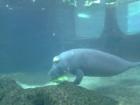 Snooty the manatee