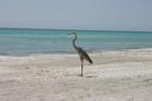 Longboat Key-Blue Heron
