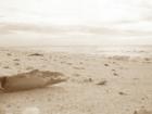 A dead crab on the beach. Longboat Key, FL. 