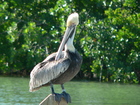 Photo of a Pelican in Pelican Harbor Marina